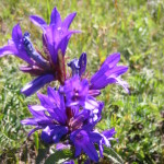 バトハーン山の花